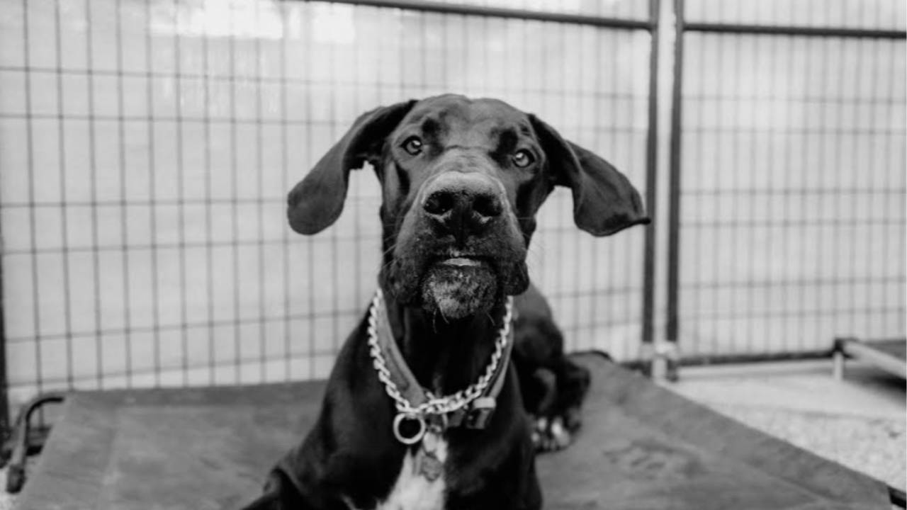 What to do when your two dogs fight.