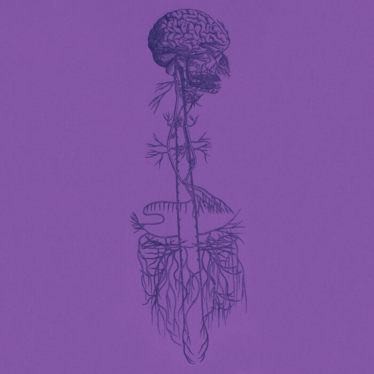 The Vagus Nerve