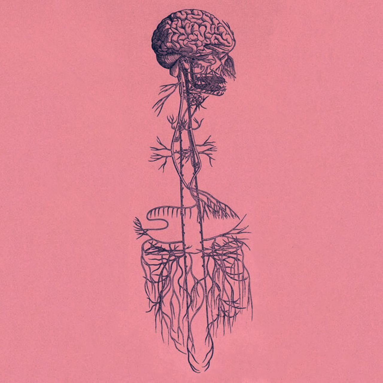 The Vagus Nerve