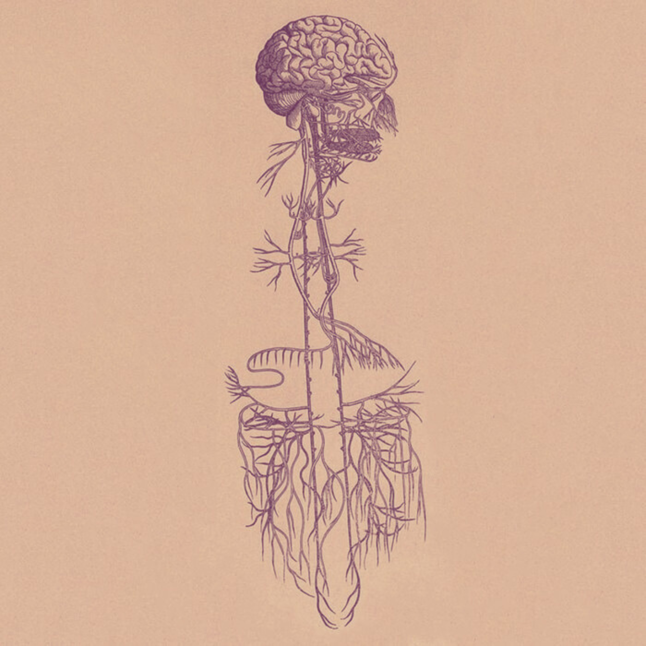 The Vagus Nerve