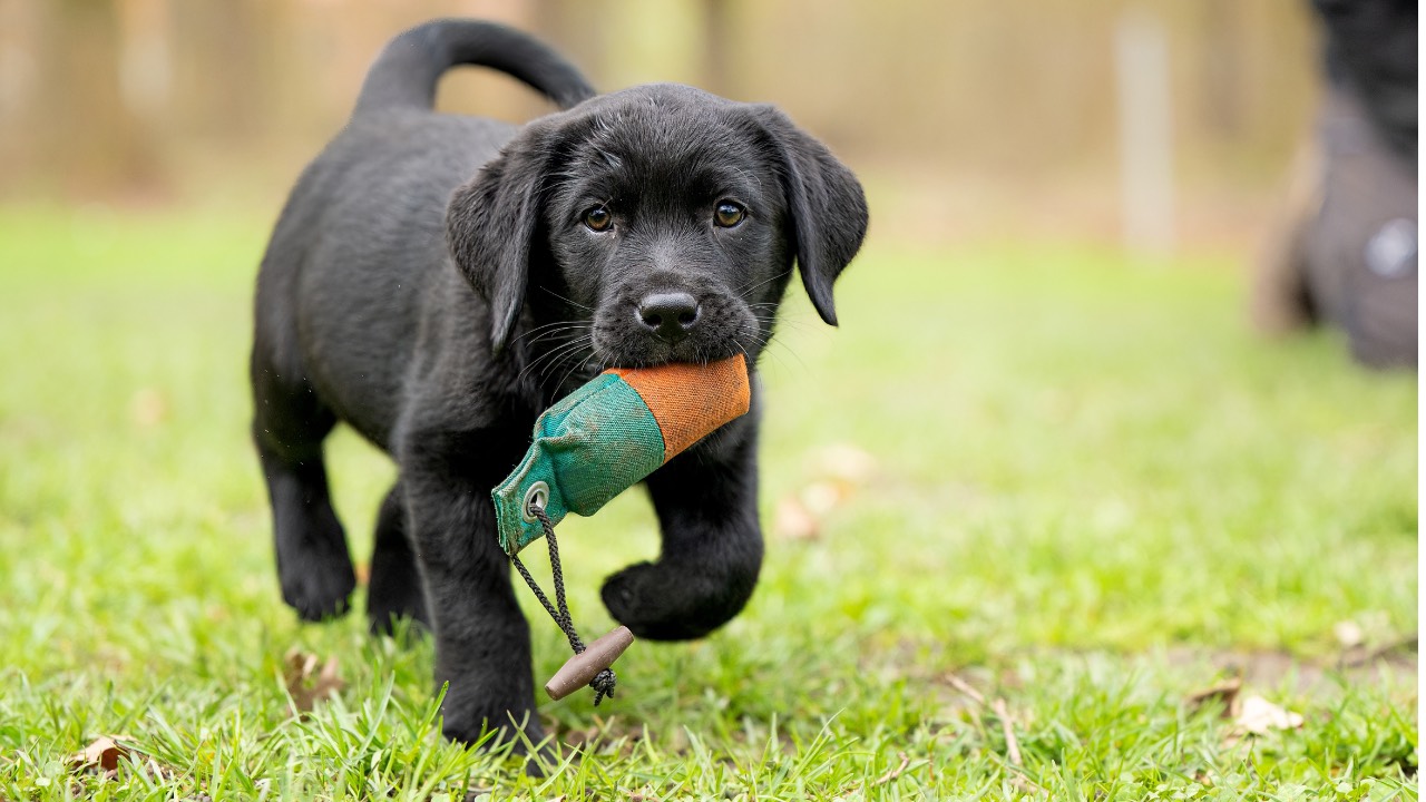 Division Canine | L'importance du jeu chez les chiots