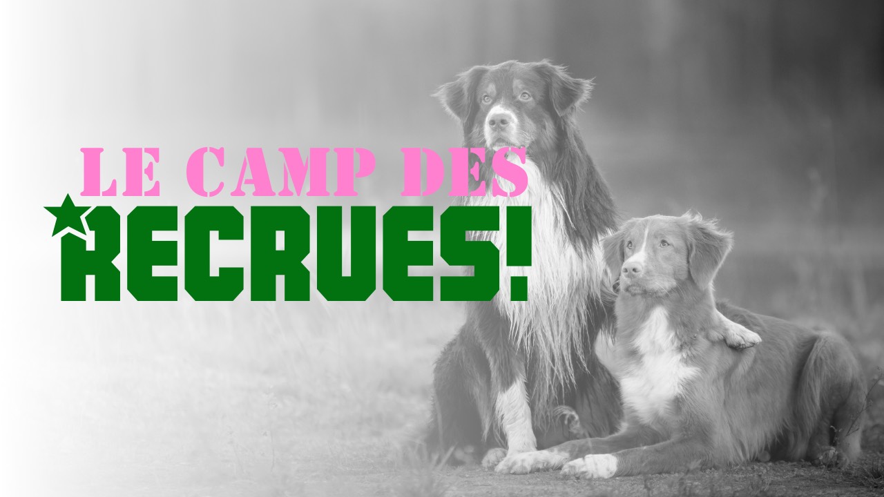 DIVISION CANINE | Formation de groupe pour chien à Sherbrooke