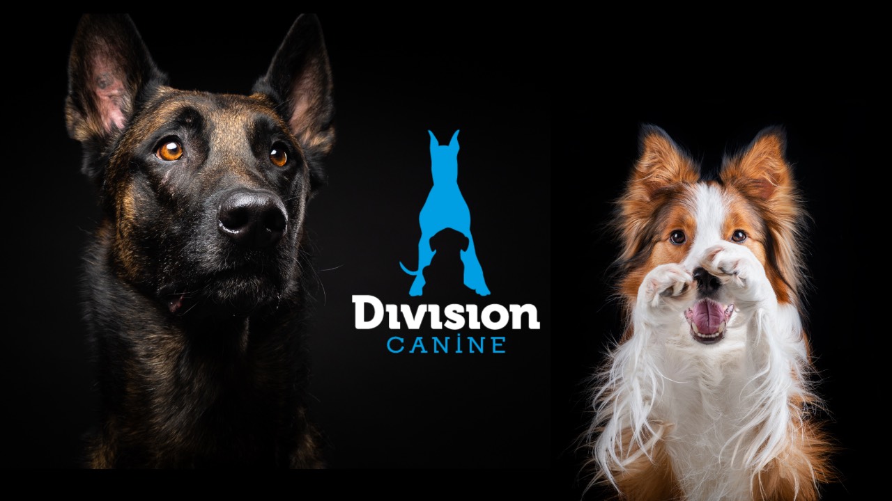 Académie Division Canine | Éducation et dressage de chien