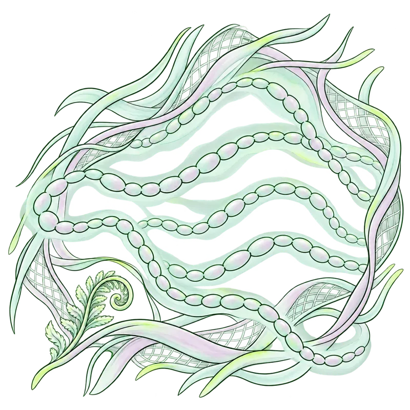 Watercolour of mint hyaluronan coils