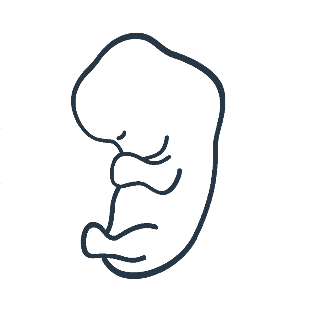 Anatomy Inspired: Embryology-Informed | Spiral Syllabus