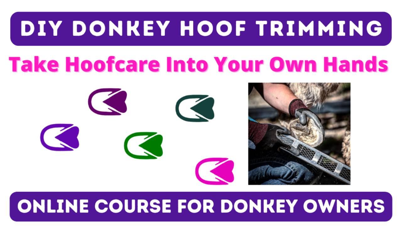 5 ⭐️ Reviews - Learn Donkey Hoof Trimming