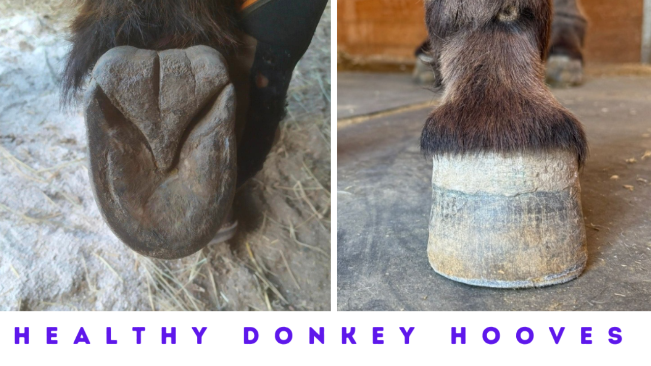 Donkey Hooves Health Academy Holistic Donkey Care Hoof Trimming