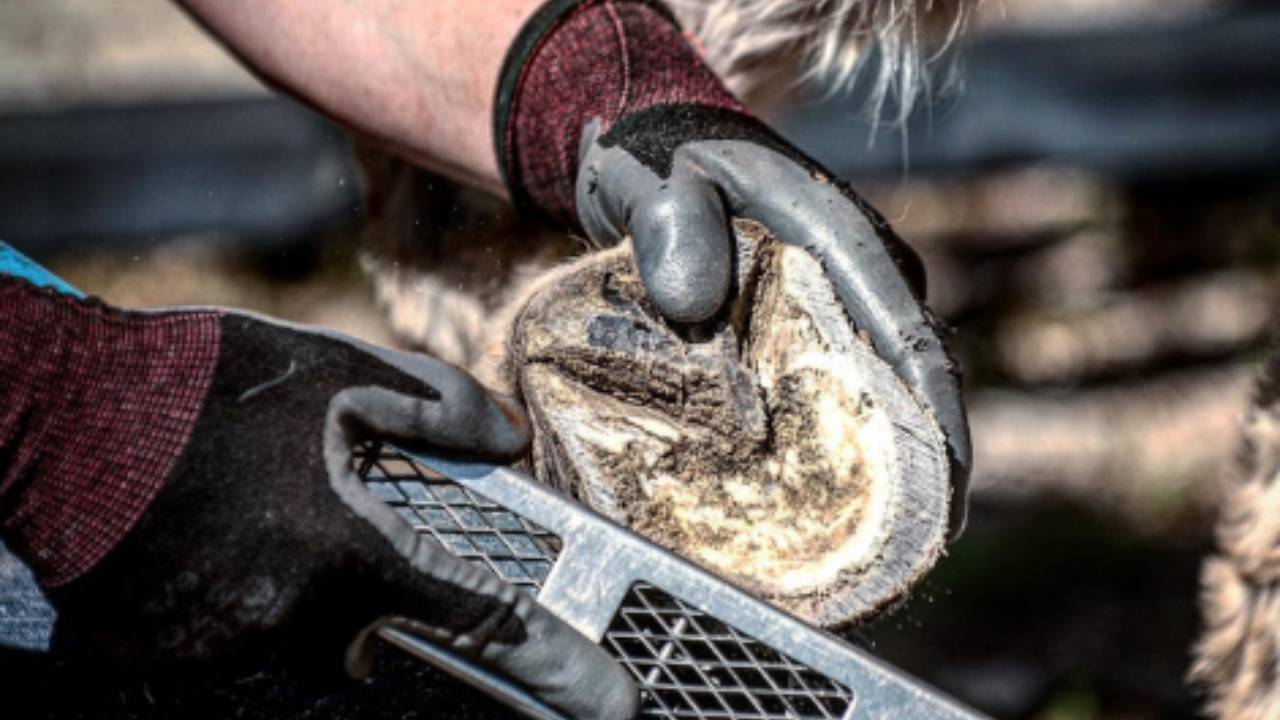 DIY Donkey Hoof Trimming Online Course