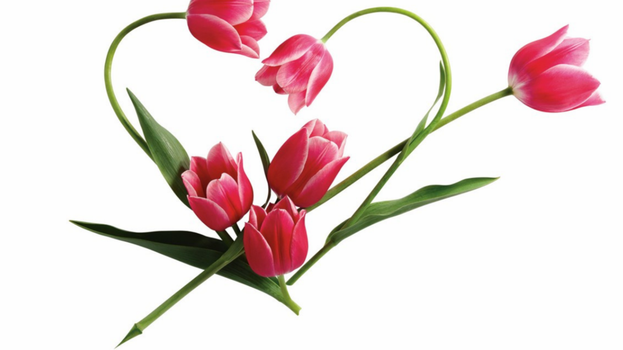 Pink tulips arranged in the shape of a heart, symbolizing romance, love, and wedding planning for brides choosing the perfect wedding destination and dress.