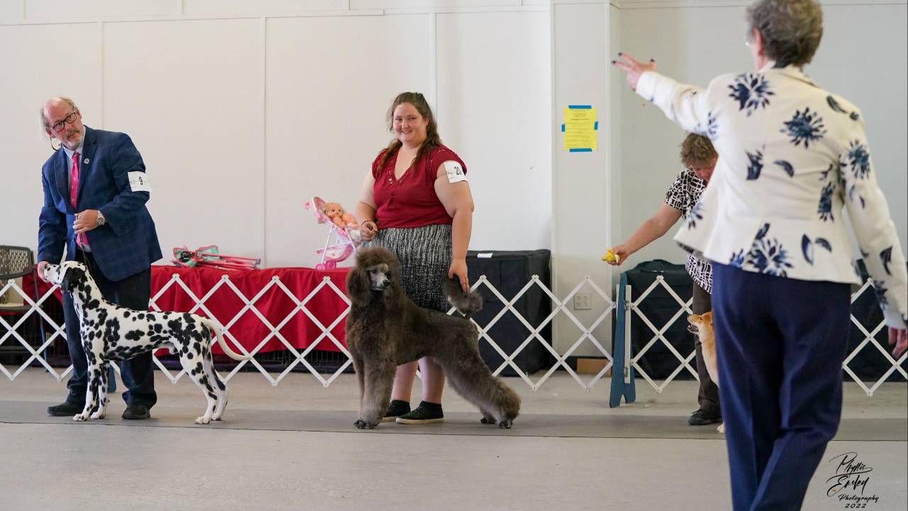Coaching For Ring Success For Owner Handlers