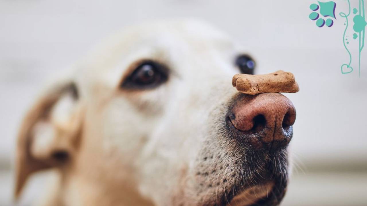 A dog balancing a cookie on its nose,  Sandy Weaver, conformation training, conformation seminars, wagalicious, dog training, dog show, dog show handling training, dog show handling seminar