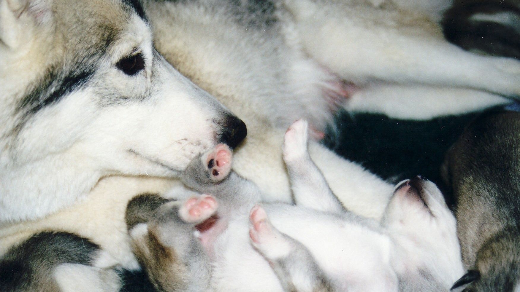 A Siberian Husky looking at her upside-down puppy, responsible preservation breeder, success, winning, dog sports, wagalicious, wagaliciousness, Sandy Weaver, law of attraction, personal development, mental wellbeing