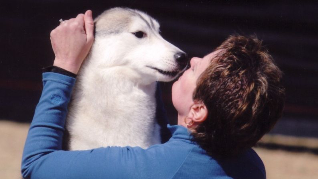 A Siberian Husky nose-to-nose with a woman who is holding the sides of his head as they wait to run an agility course, Sandy Weaver, conformation training, dog training, conformation seminars, owner handler