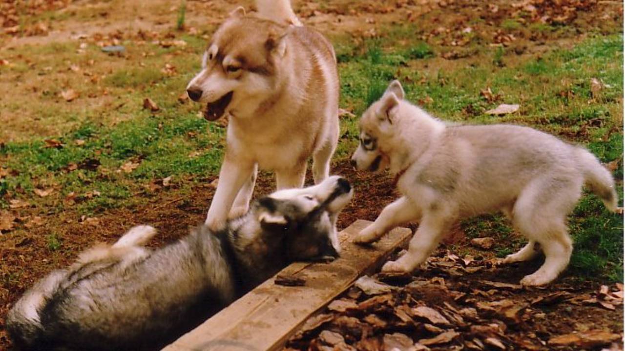 Three Siberian Huskies play-fighting, disagreement, argument, resolution, dog communication, communication, conflict resolution, dog training, dog show, conformation training, conformation seminars, Sandy Weaver, owner handler trainer