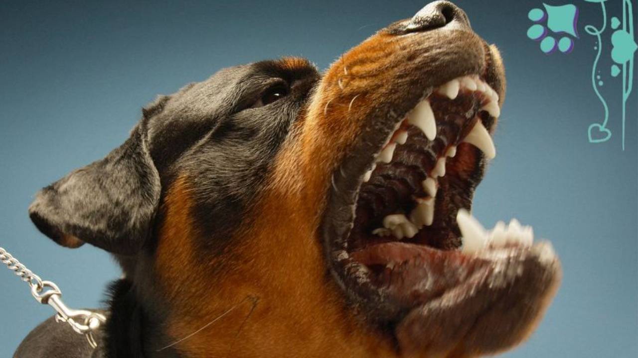 A rottweiler with a menacing expression, wisdom, leader, success, happiness, Sandy Weaver, conformation training, conformation handling, conformation seminars, dog shows, dog training, Happiness, law of attraction, personal development