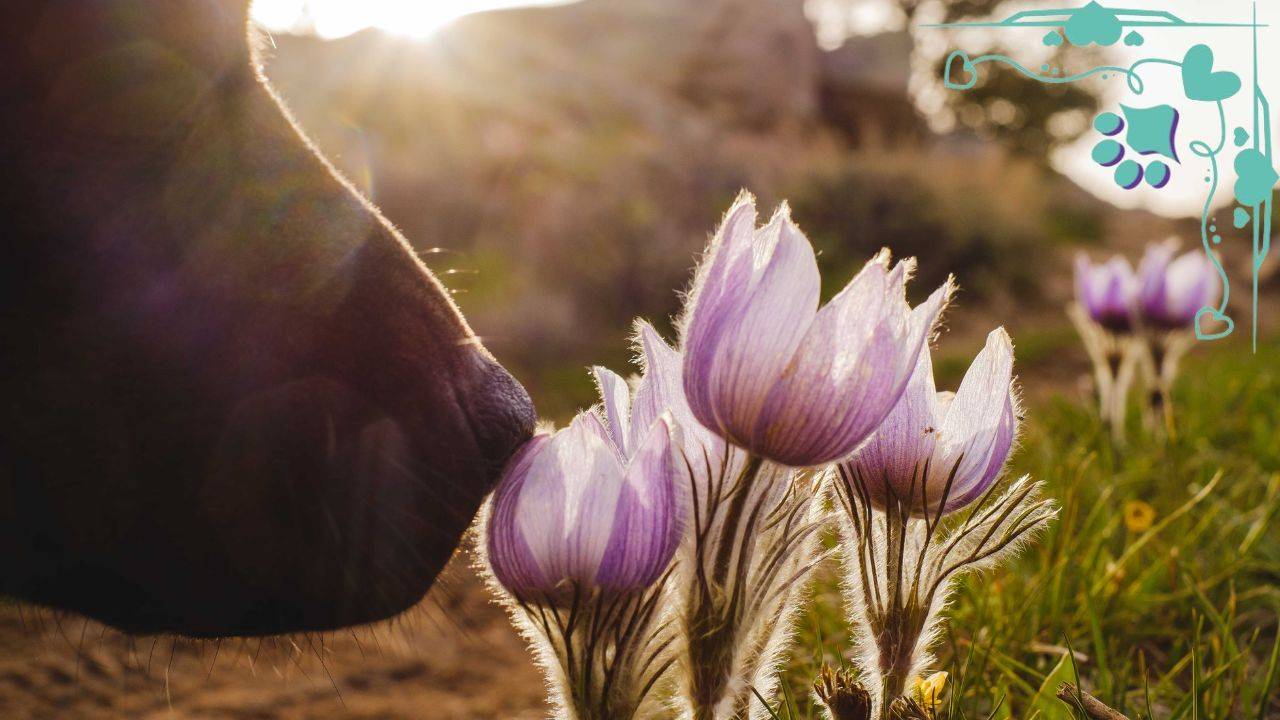 picture of a dog stopping to smell the flowers, National Dog Week, dog training, conformation training, conformation seminars, conformation dog shows, dog shows, Sandy Weaver, wagalicious