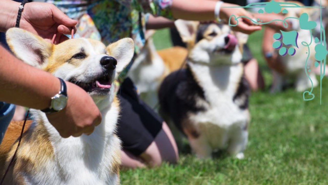 A lineup of Pembroke Welsh Corgis at an outdoor dog show, Sandy Weaver, conformation training, seminar, online seminar, owner handler, dog trainingrgis being shown outdoors on the grass, conformation, conformation shows, conformation training, conformation seminars, Sandy Weaver, dog training, dog sports