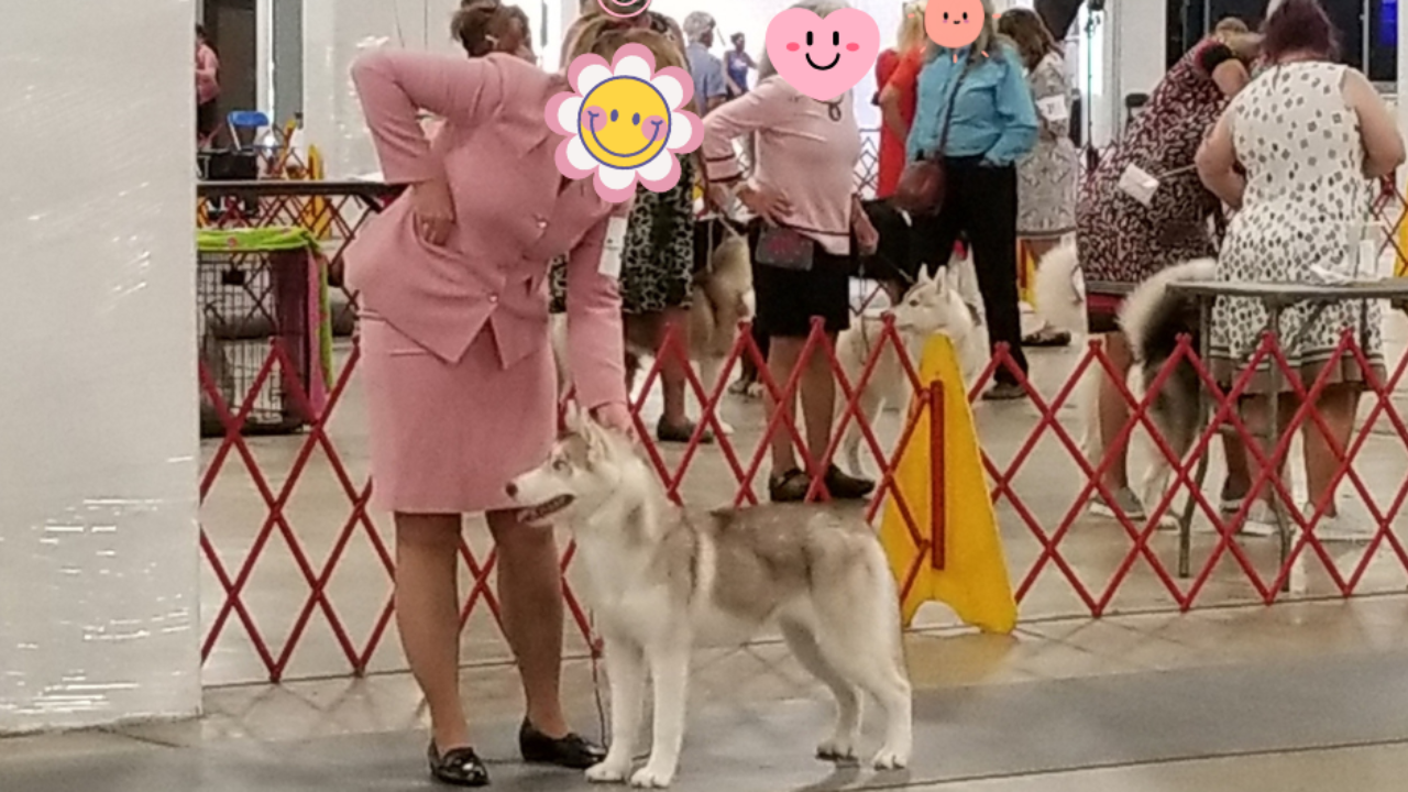 A picture of a woman stacking a Siberian puppy in the conformation ring with spectators outside the ring all with their faces covered by smiley faces, conformation training, conformation dog shows, dog training, dog show training, conformation seminars, Sandy Weaver