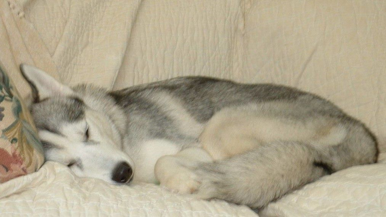 Picture of a sleeping Siberian Husky puppy, curled up and protecting her belly, conformation training, conformation dog shows, dog training, dog show training, conformation seminars, Sandy Weaver