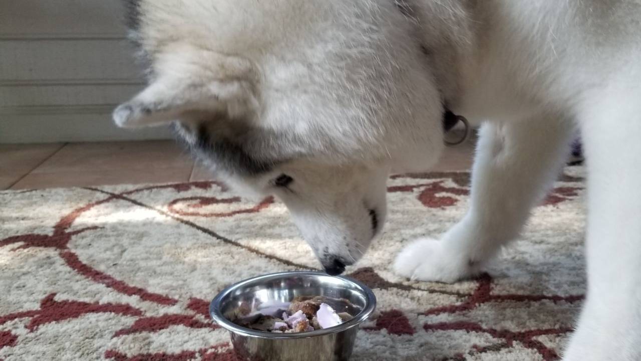 A Siberian Husky looking into a food dish, fat dogs, overweight dogs, winning, dog sports, wagalicious, wagaliciousness, Sandy Weaver, law of attraction, dog training, conformation dog training, conformation seminars, conformation virtual training