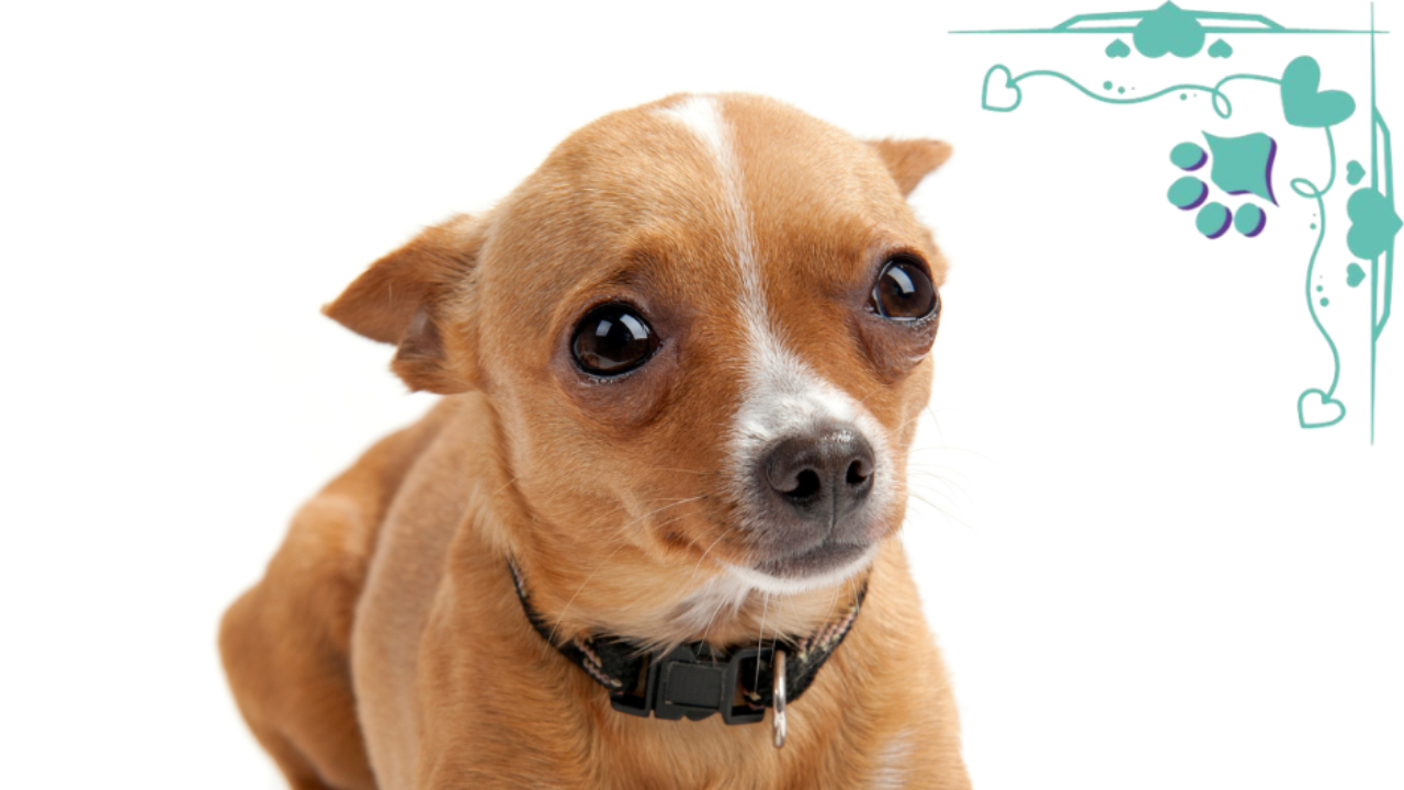 a picture of a very worries Chihuahua, stressed dog, dog anxiety, success, winning, dog sports, wagalicious, wagaliciousness, Sandy Weaver, law of attraction, personal development, mental wellbeing