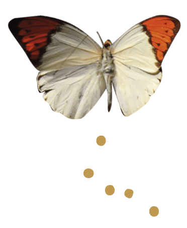 Image of bee
