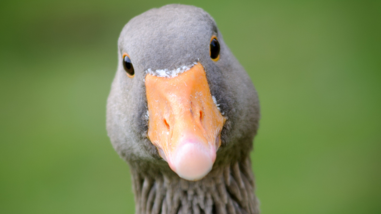 Goose looking directly at the camer