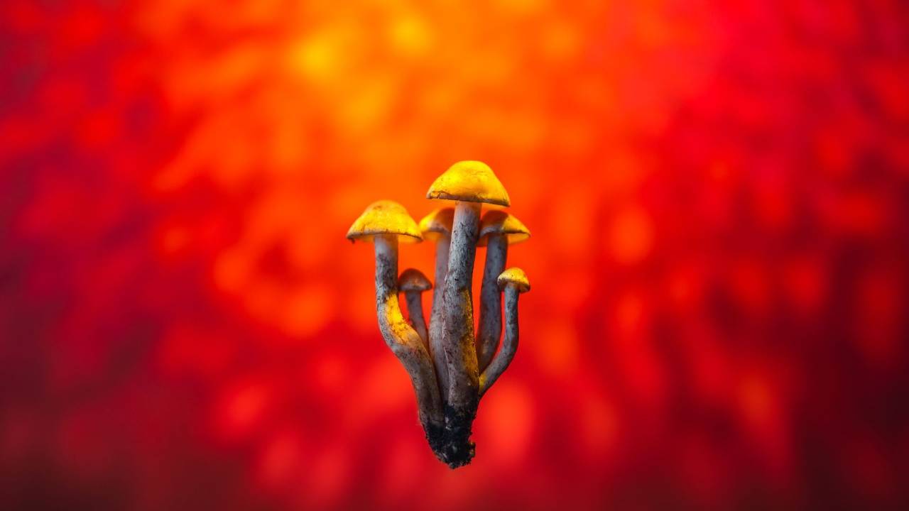 microdosing