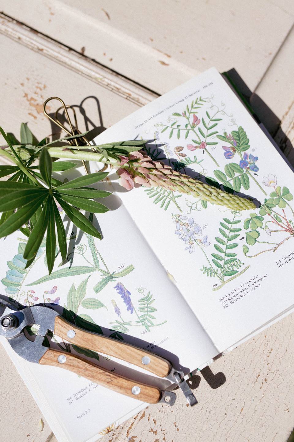 Aufgeschlagenes Buch mit Seiten zum Ausfüllen und Ausmalen, daneben Stifte und Pflanzen