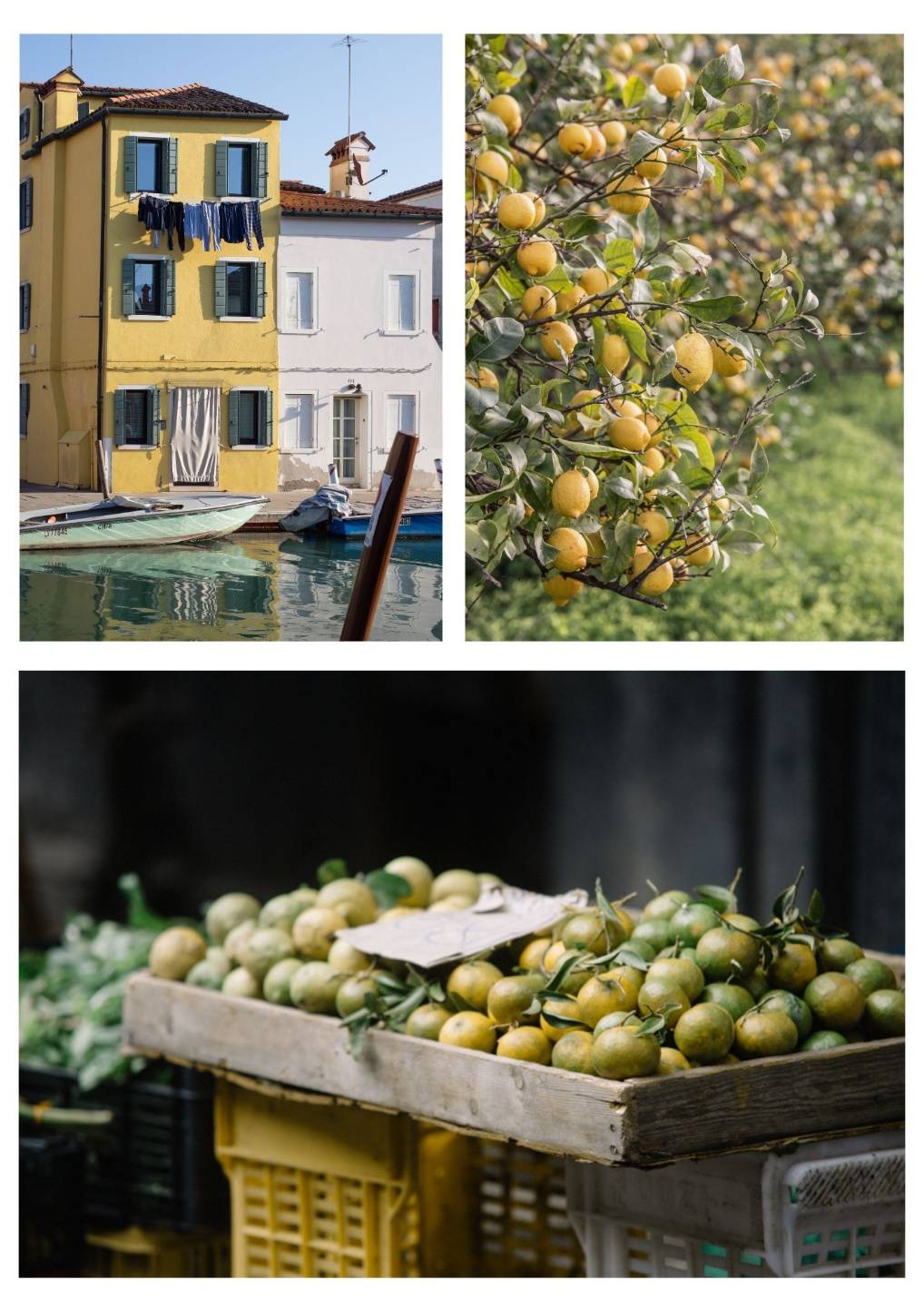 Bilder aus Italien: Haeuser am Kanal, Zitronenbaum und Zitrusfruechte in Holzkisten auf dem MarktCollage mit Zitronen, Kumquats, rauchiger Orangenmarmelade und einem Zitrusbaum in ItalienRotes Schwedenhaus mit Staketenzaun und blühendem Garten