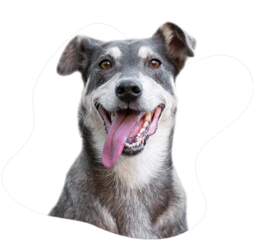 A happy tan dog in a no-pull harness practices loose leash walking to improve focus and prevent pulling