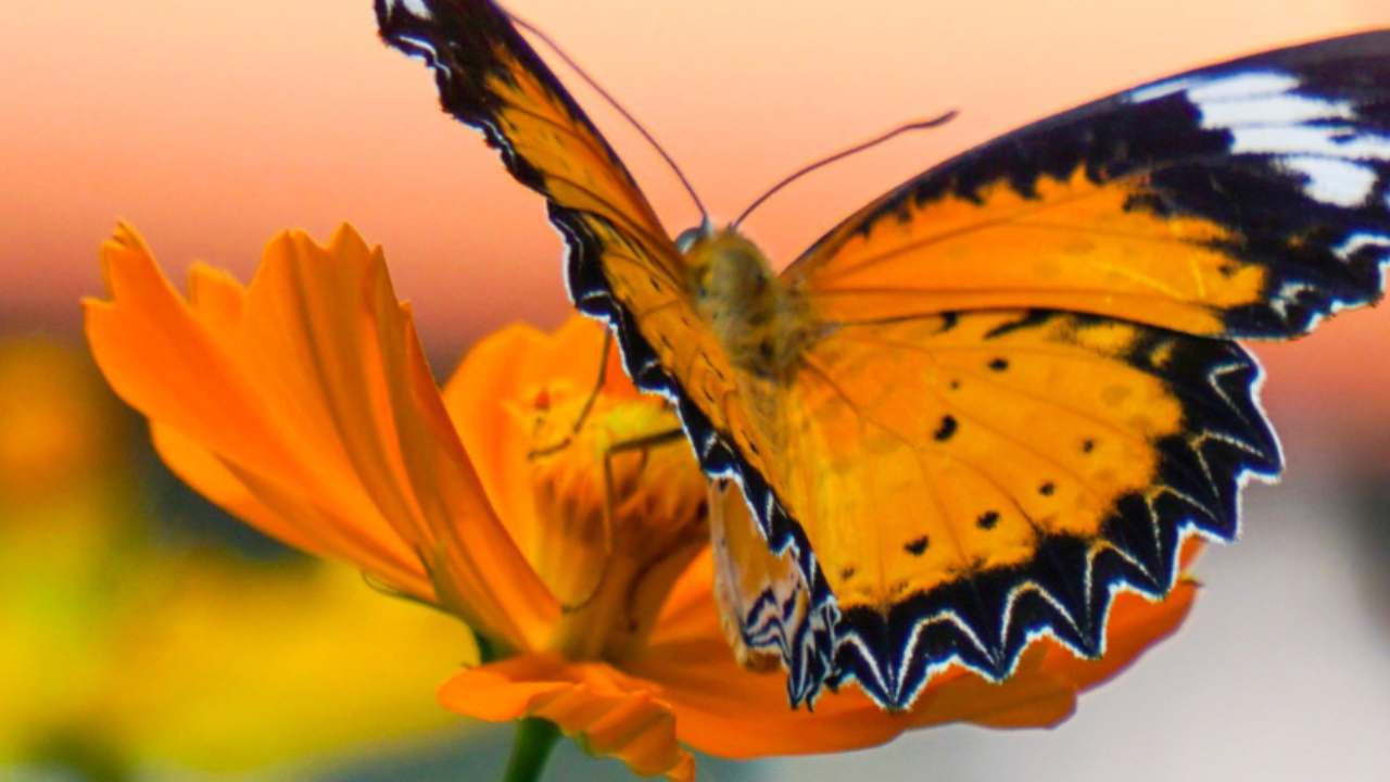 papillon