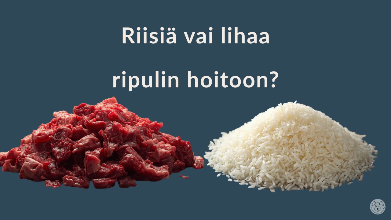 Miten hoitaa koiran ripuli kotona