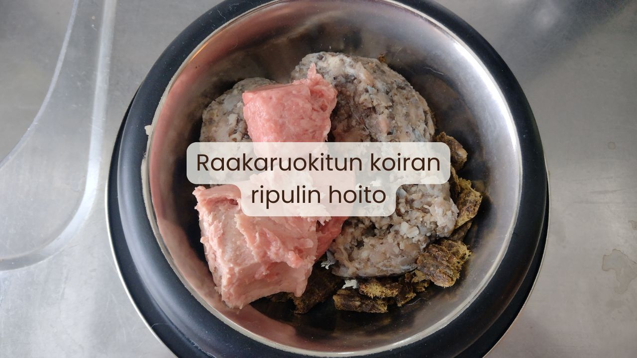 Miten hoitaa koiran ripuli kotona