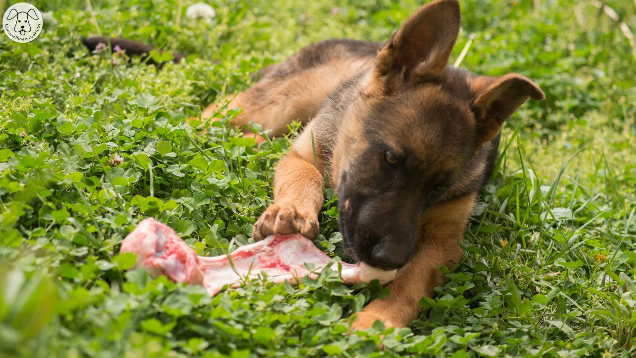 Kuvassa koira syö luuta nurmikolla.