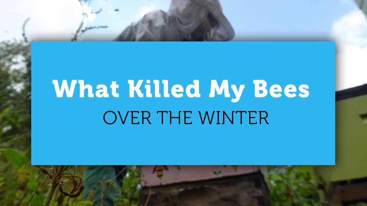 Why Did My Bees Die Over Winter Conducting a Beehive Autopsy