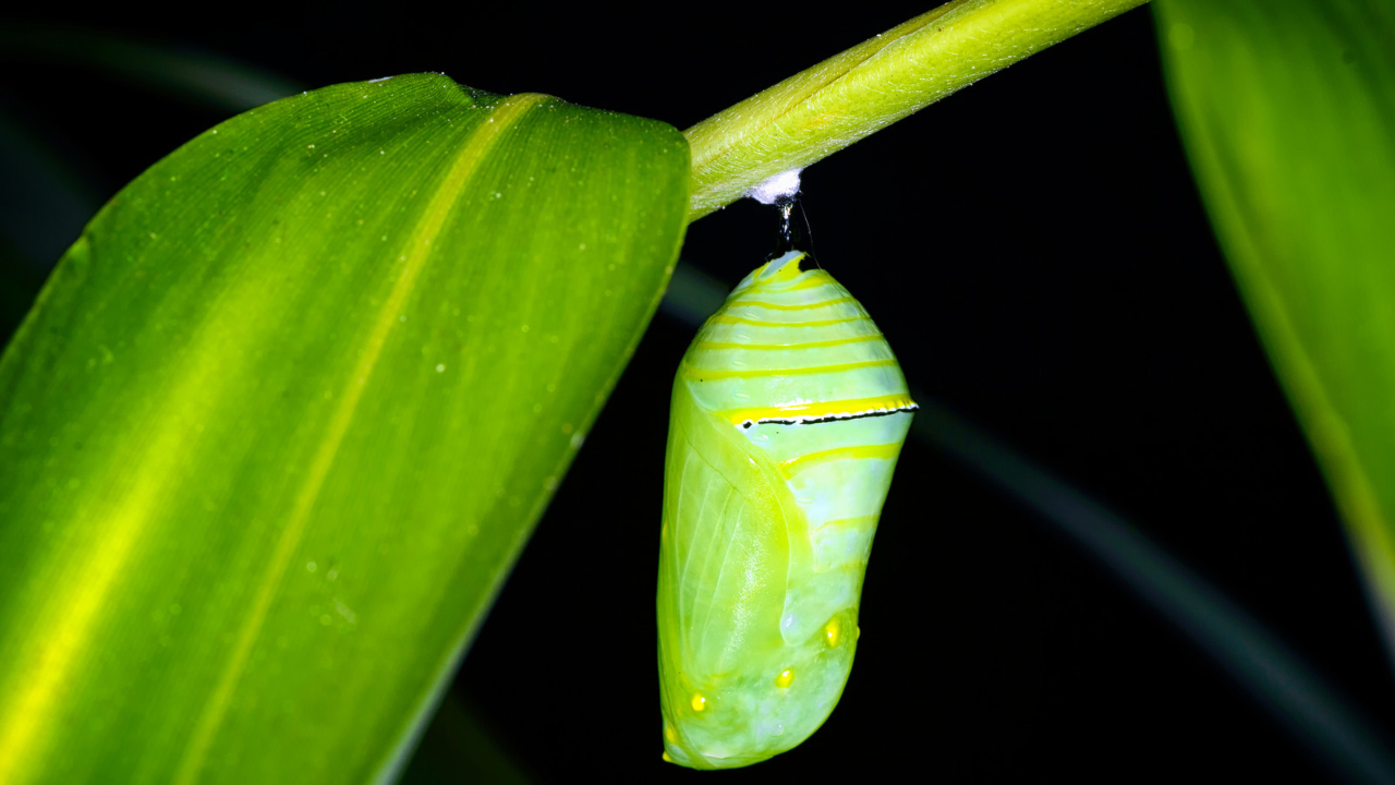 Chrysalis