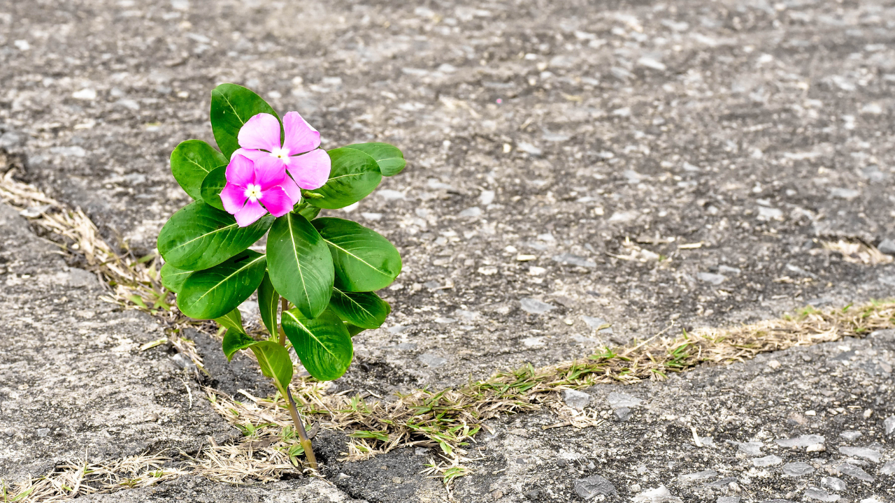 Resilient purple flower growing in rock crevice.