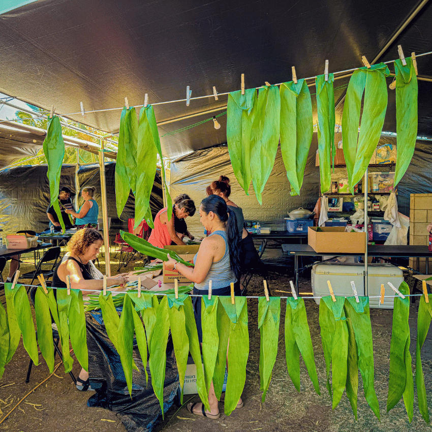 preparing ti-leaf for Leimaking