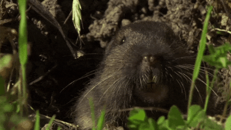 Close-up of a gopher peeking out of its burrow, symbolizing impermanence and change.