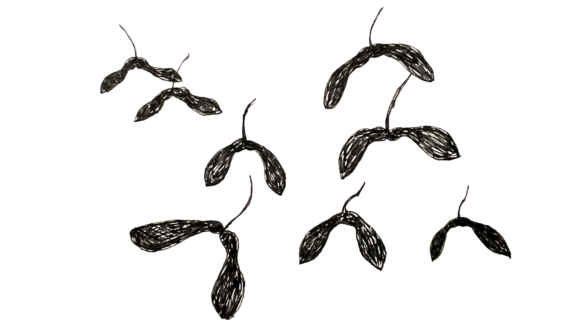 hand-drawn maple seed pods