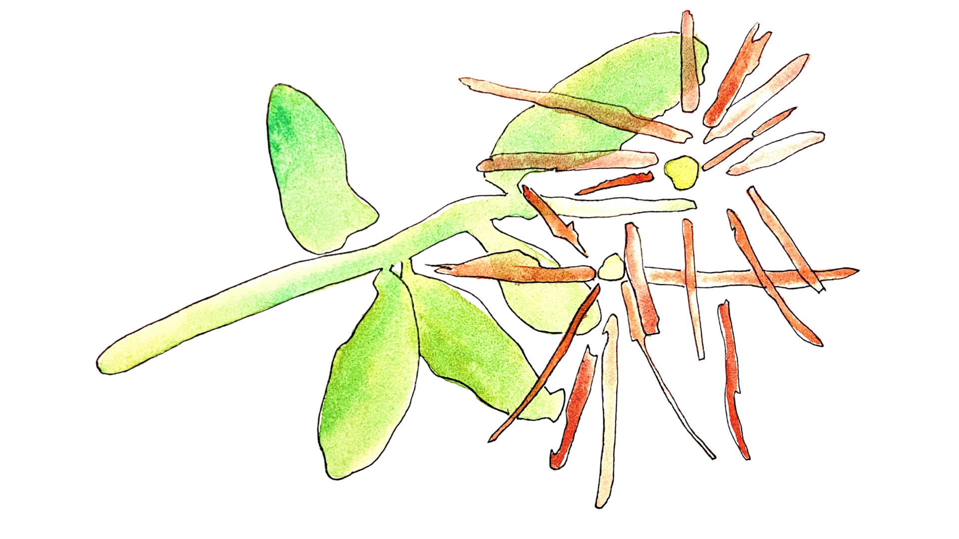 hand-drawn orange flowers