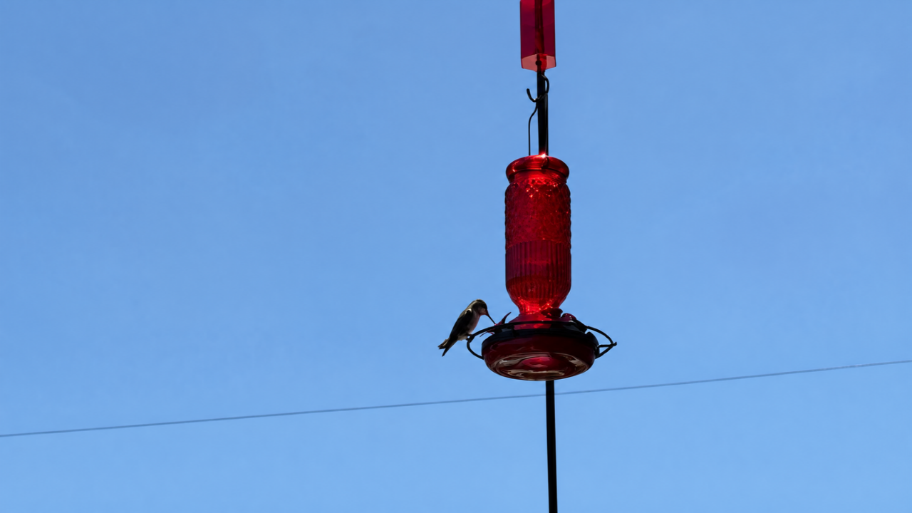 A hummingbird perched on a red bird feeder against a clear blue sky.