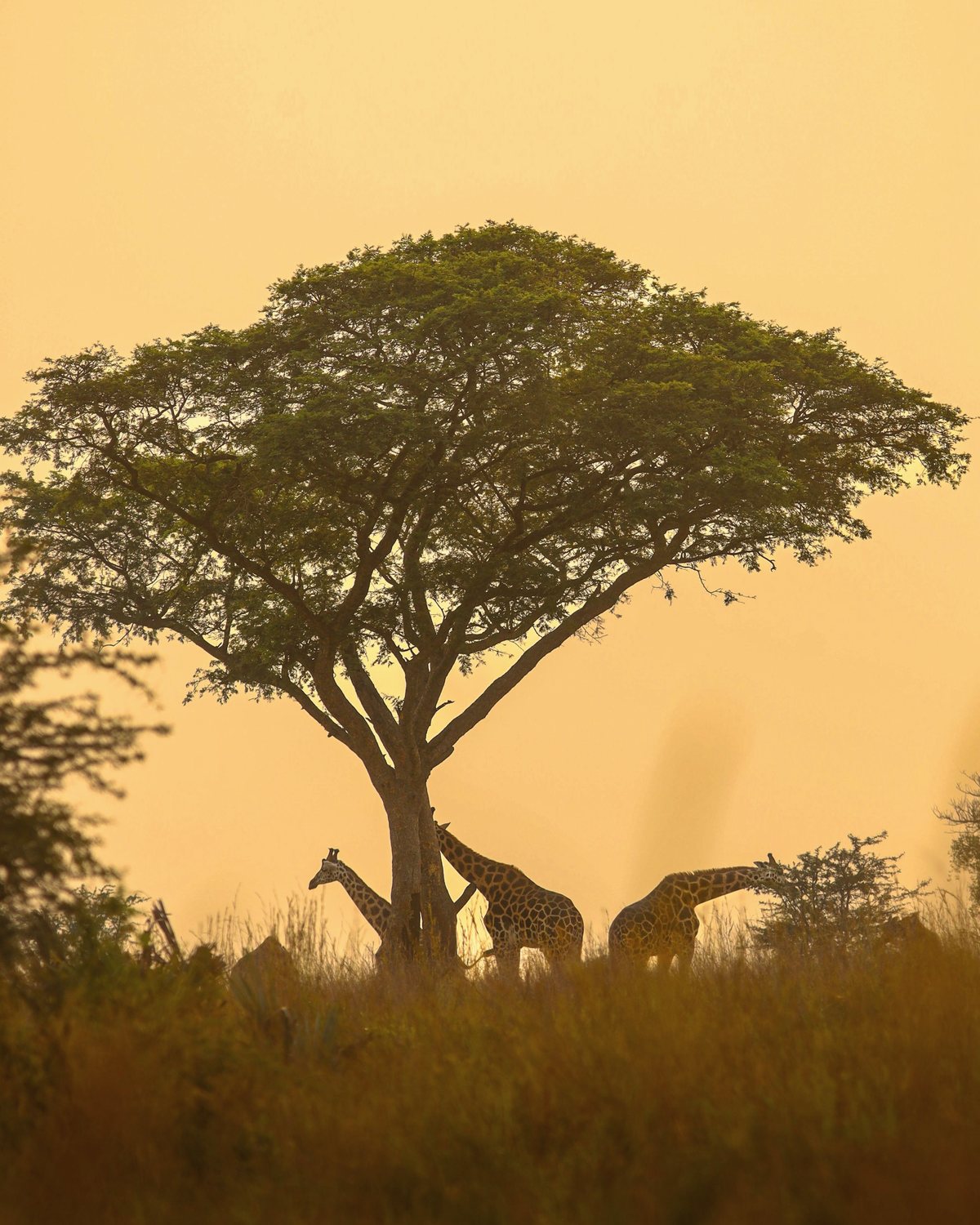 Giraffes beneath an acacia tree in golden evening light
