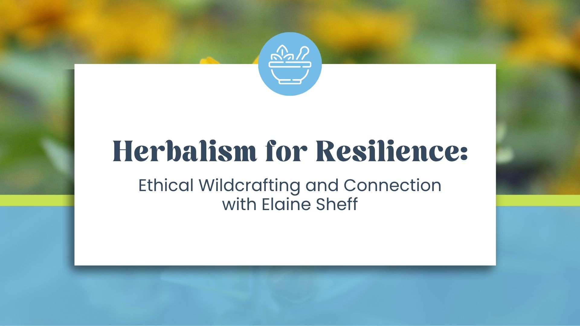 Herbalism for Resilience: Ethical Wildcrafting and Connection with Elaine Sheff