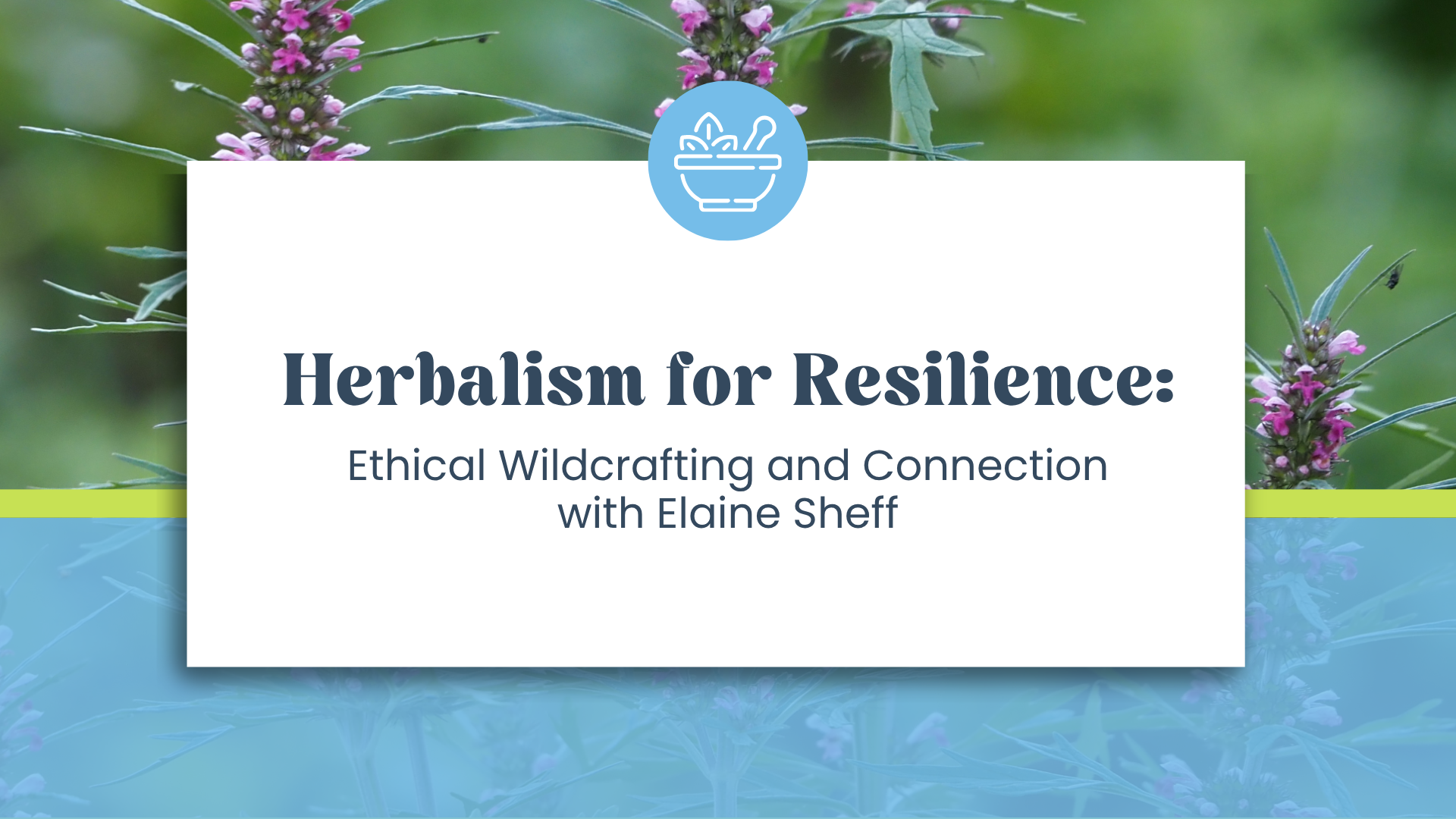 Herbalism for Resilience: Ethical Wildcrafting and Connection with Elaine Sheff