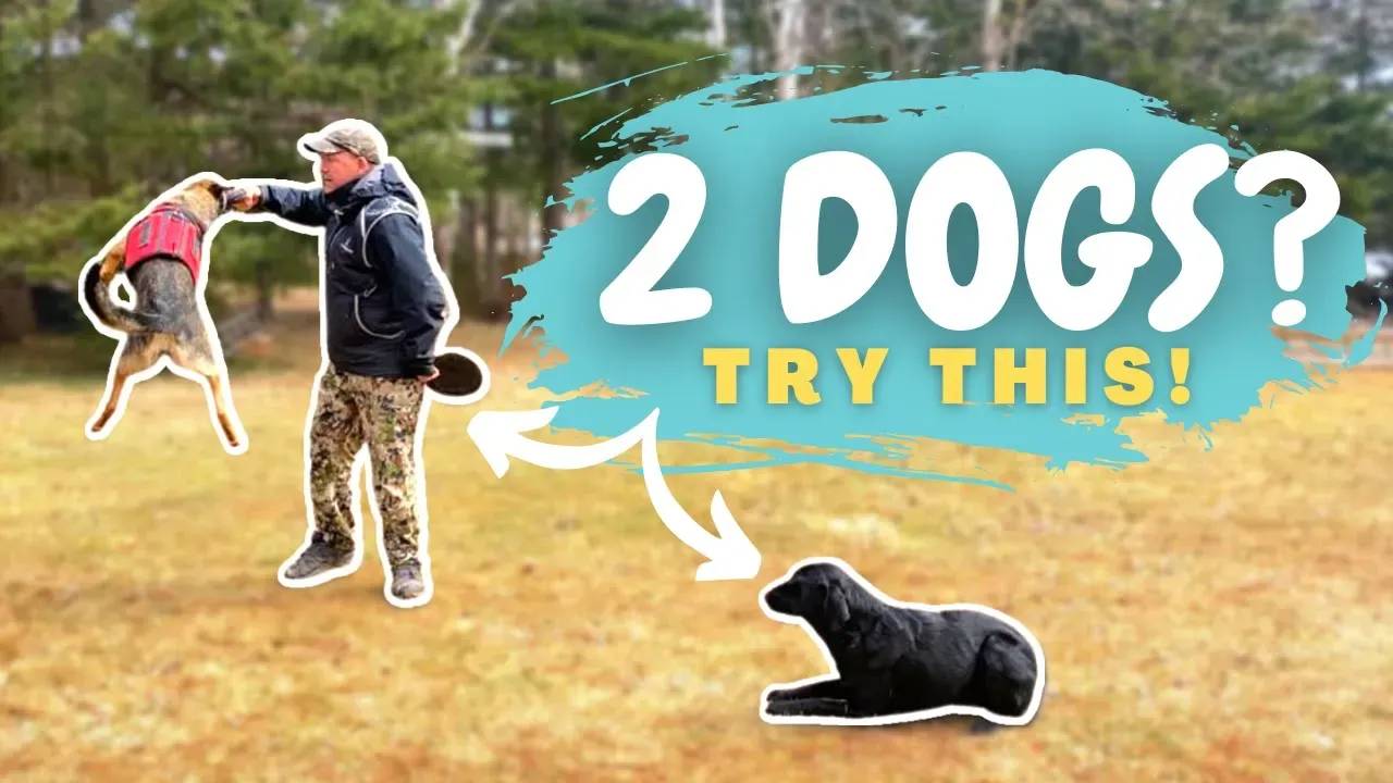 Two Dogs Same Master Training Two Dogs at the Same Time Using the Honour System
