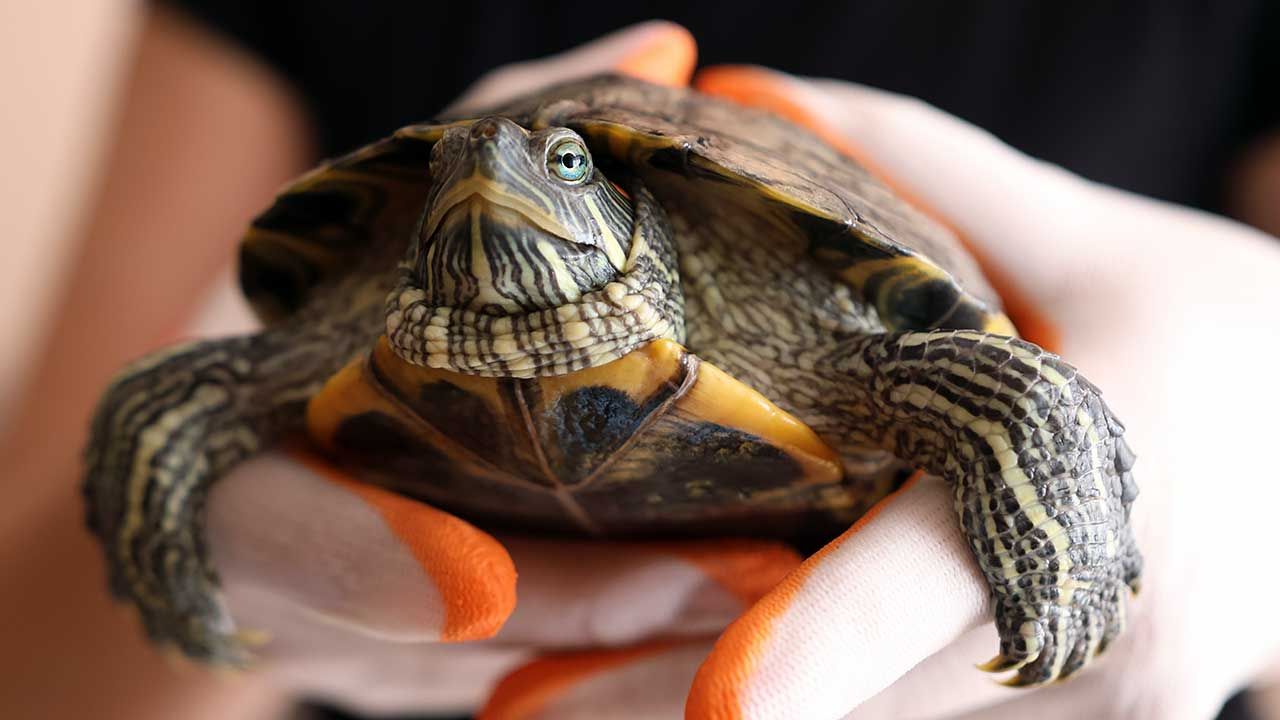 Animal Hospice Group - Zawad Karim, a turtle care enthusiast, Common Mistakes New Turtle Owners Make and How to Support a Turtle Throughout Its Life, photo close-up of a red-eared slider turtle being held carefully by reptile caretaker with gloves.