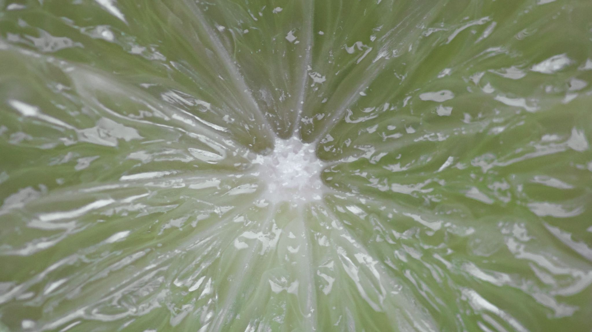 Fresh lime slice with water droplets, vibrant green citrus