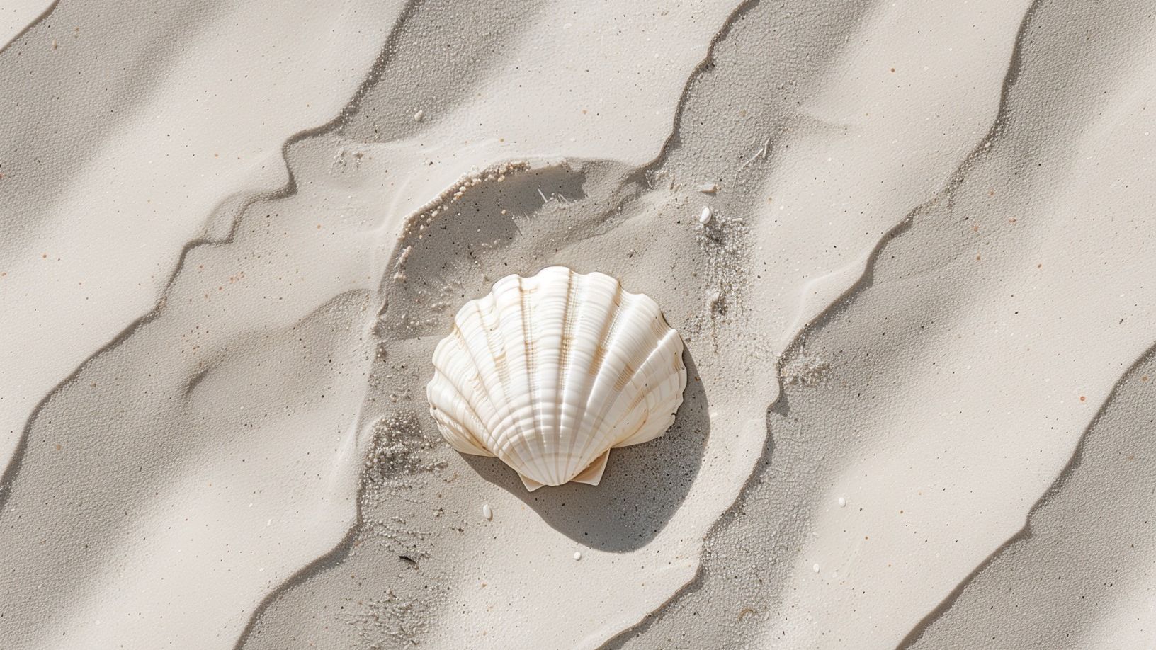 White seashell resting on rippled sand beach